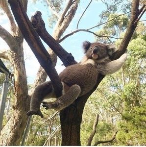 Meet your Posher, Adrian